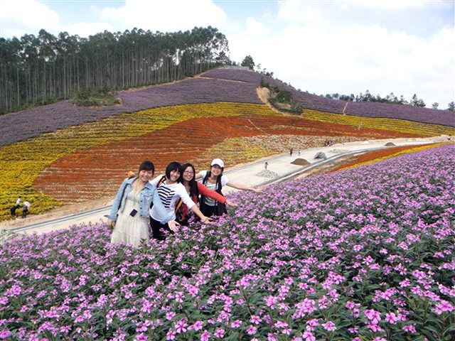 旅游爸爸〓十里蓝山百亩花海观后坊古樟树 —— e部落